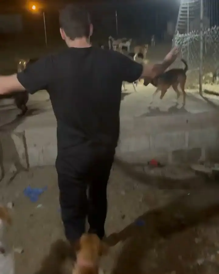 DOG MEAT SURVIVORS GHANA AFRICA 2023 DOG SAVIOR Video published by