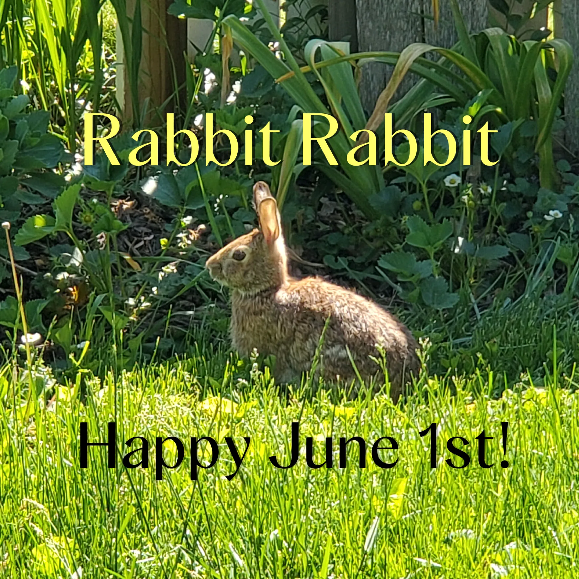 Why do people say "Rabbit Rabbit" Gallery posted by creativegoddess