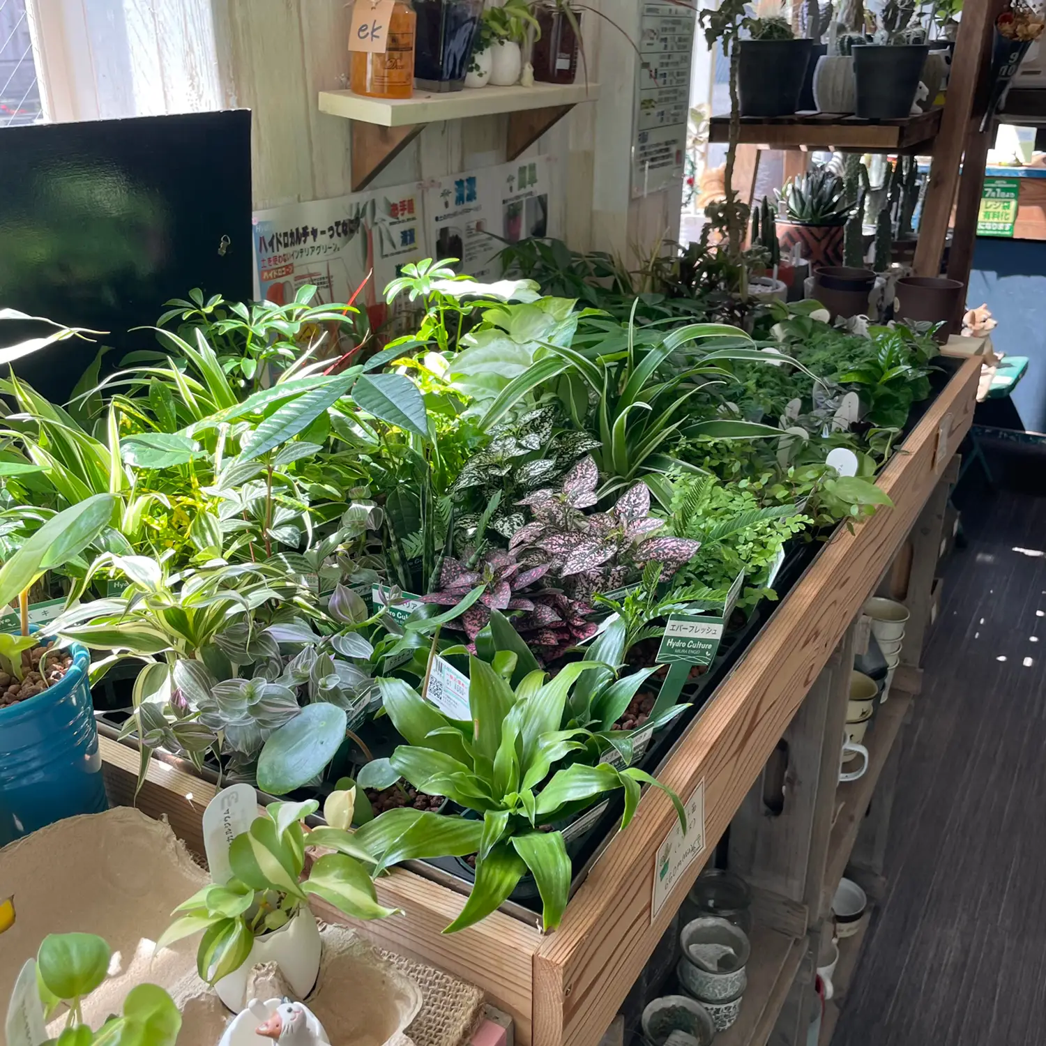 オススメ観葉植物のお店】 みどりと雑貨のお店 Green Rabbit