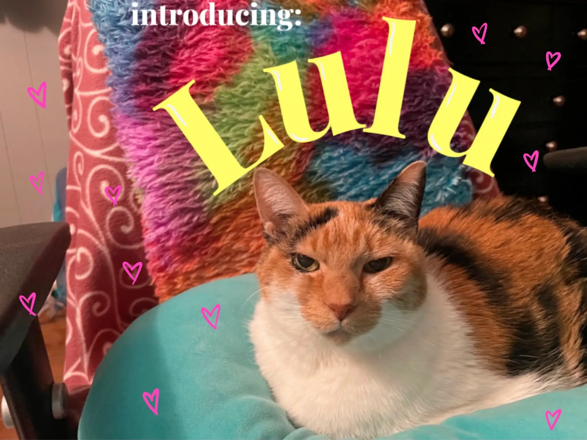 daily animal girls on X: Lulu from Fraidy Cat  / X
