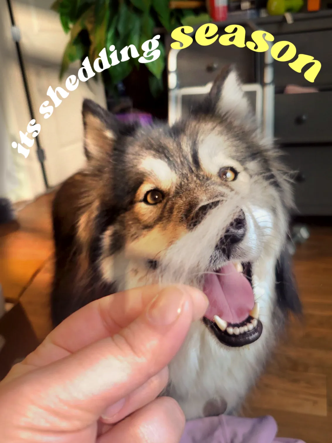 Wooly store husky shedding