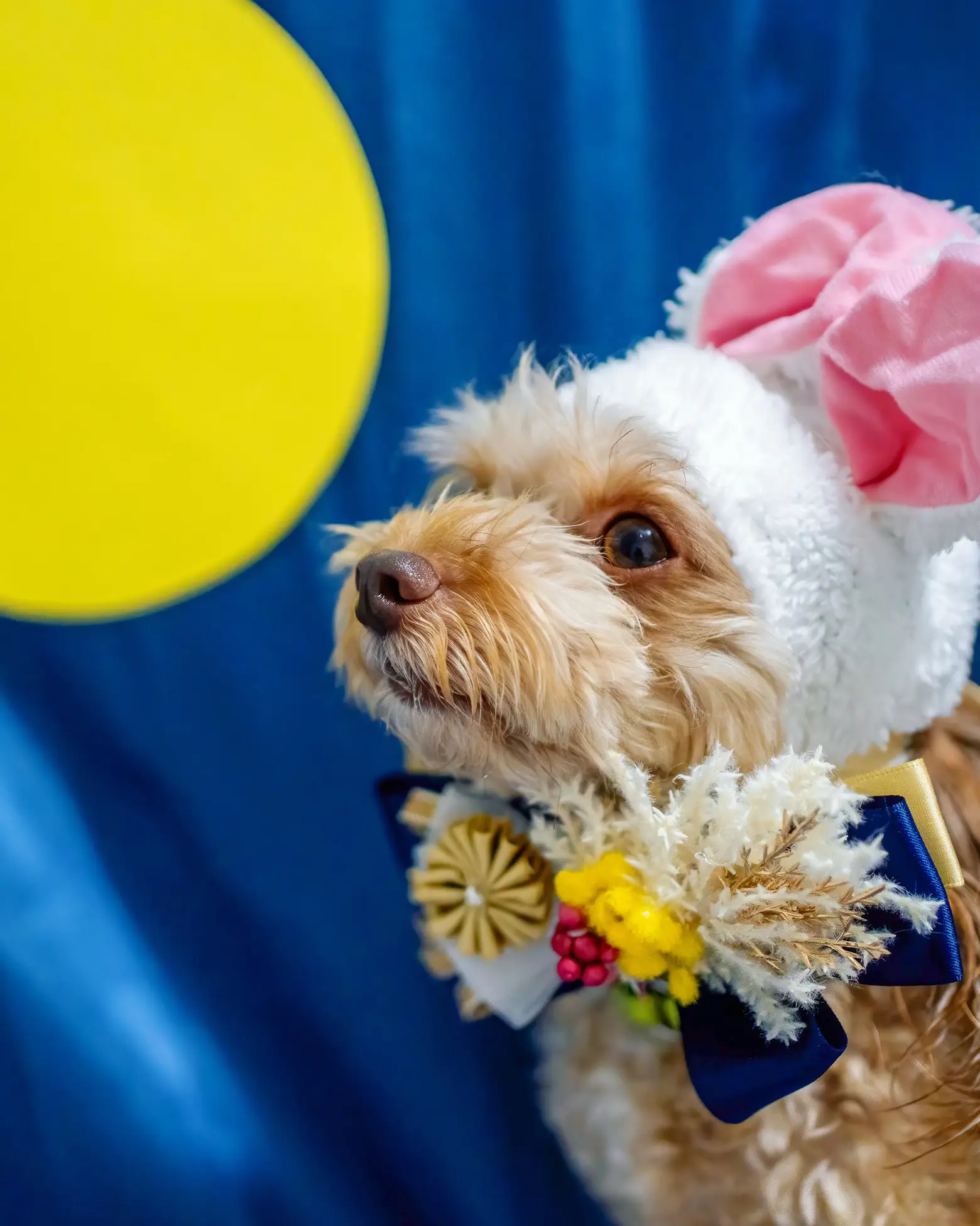 中秋の名月🌕】愛犬・愛猫と一緒におうちでお月見撮影🍡 | ぱるのえ