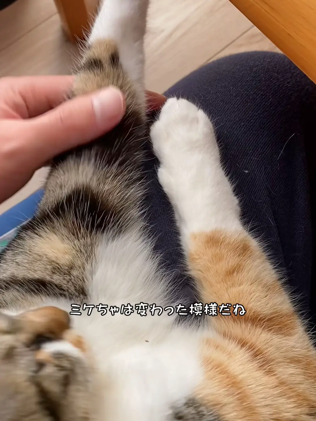 きぼりブローチ 天使になった猫 三毛シロ - ハンドメイド