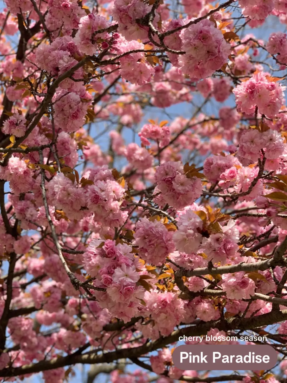 Pretty in Pink: Cherry Blossom Season | Gallery posted by Victoria