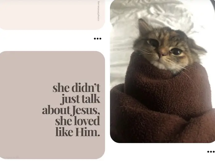 Pinterest in 2023  Cat profile, Funny cute cats, Cat memes