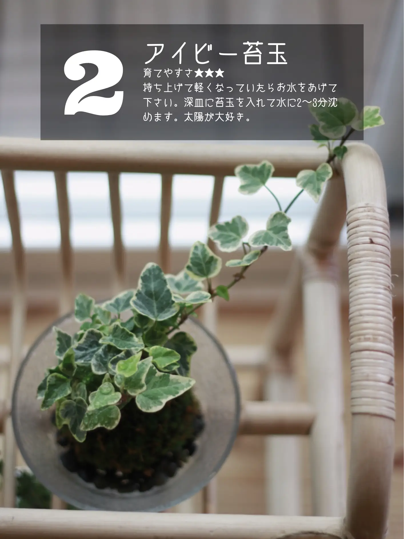 𖣊我が家の植物さん紹介𖣊 | mitsu〻ゆるミニマリスト🌿が投稿したフォトブック | Lemon8