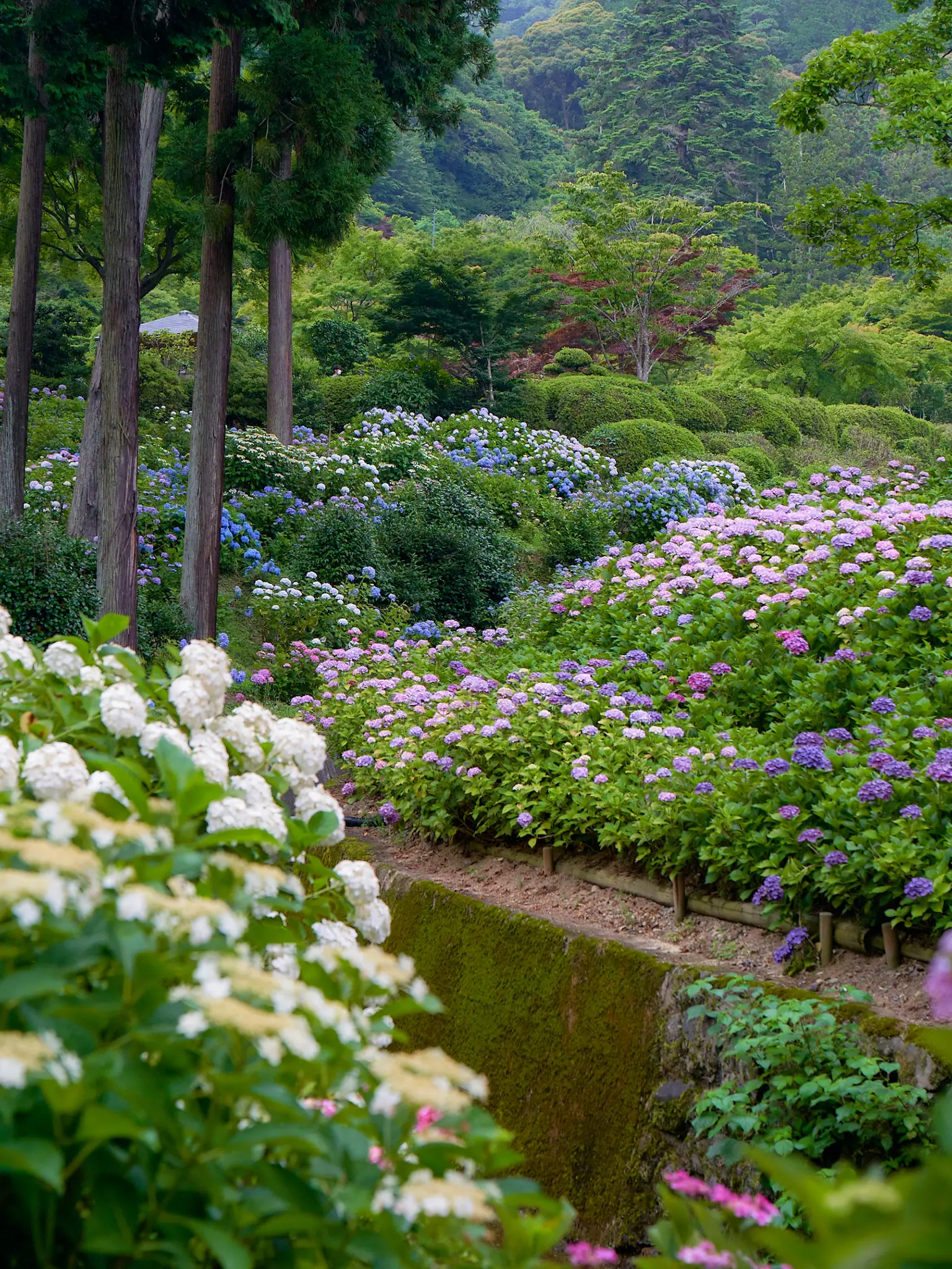 [The only hydrangea illumination in Kansai] Hydrangea of Mimuroto-ji ...