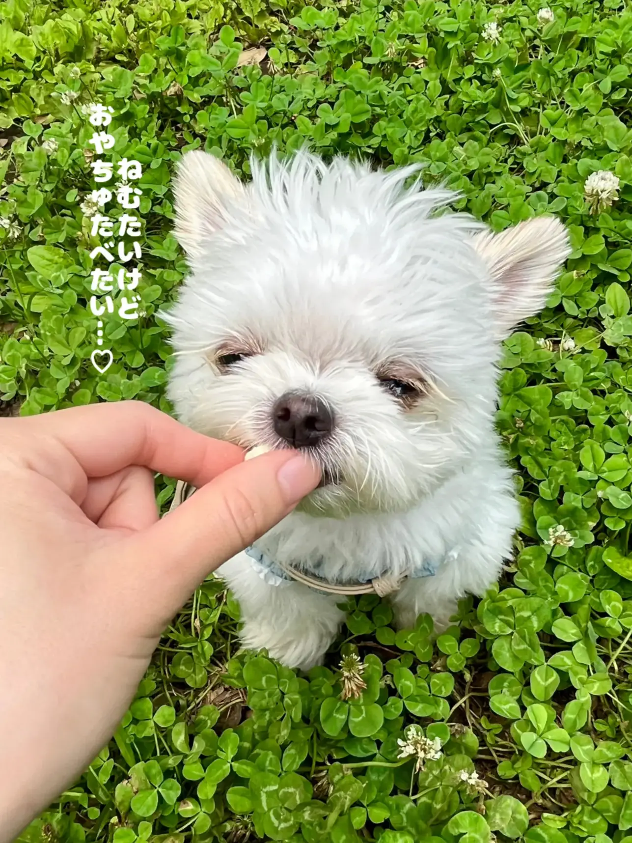 まぶちぃなあ  🌱ましゅたんです♡ | マルチワのましゅです。마슈💛が