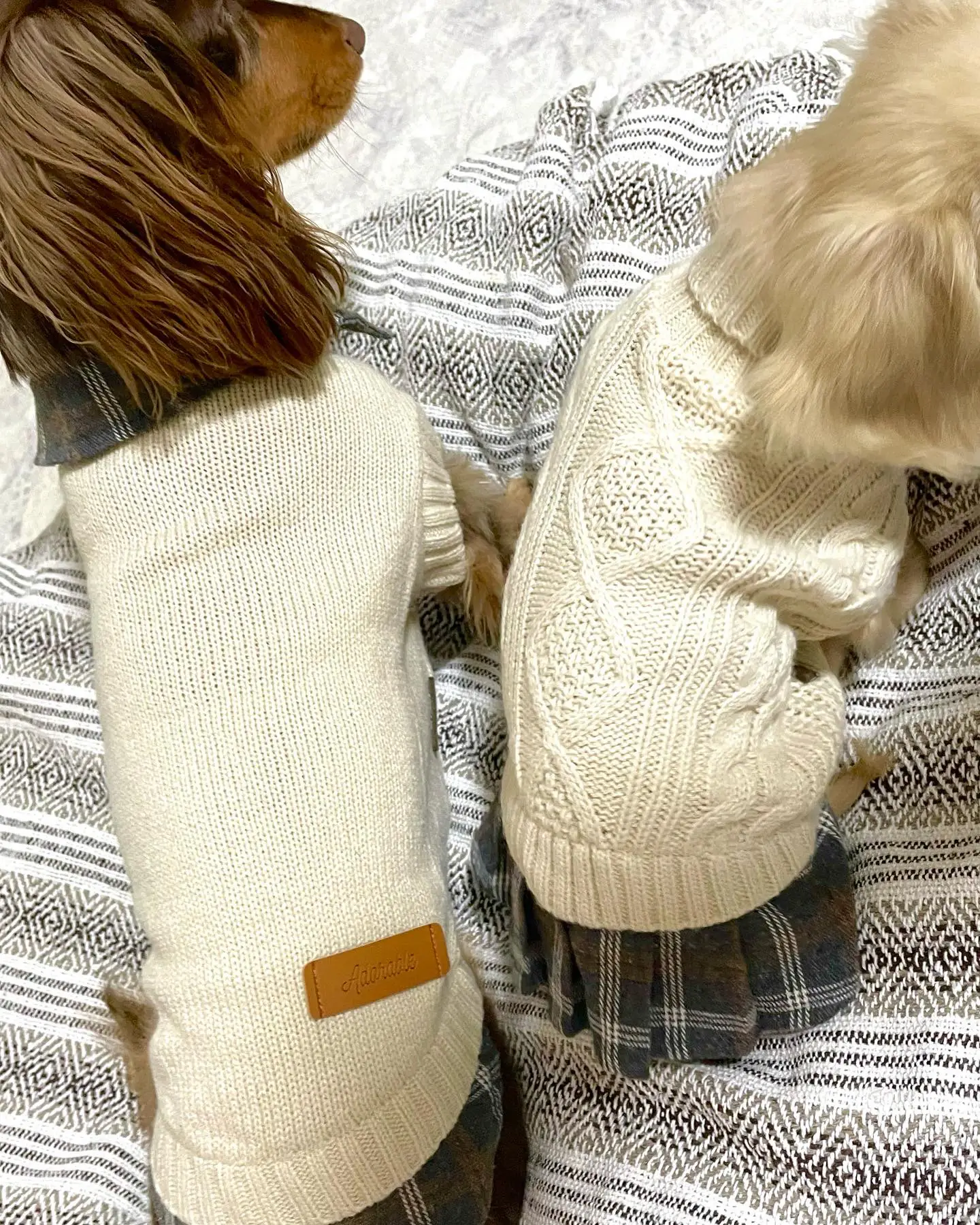 カインズの犬服💕リンクコーデ✨ | コアモナ♡ミニチュアダックスが投稿したフォトブック | Lemon8