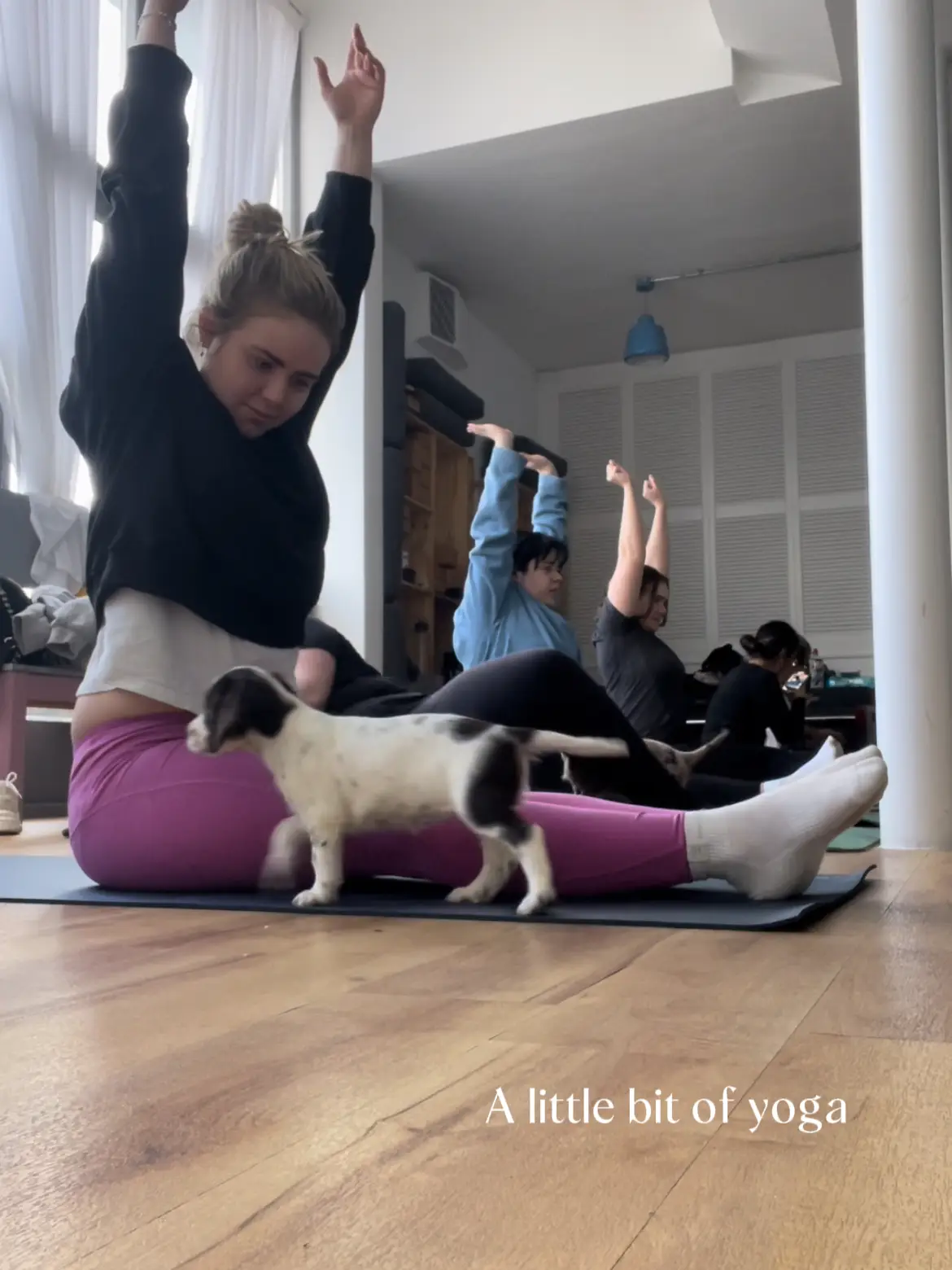 Puppy Yoga - Paws & Poses – On The Rocks