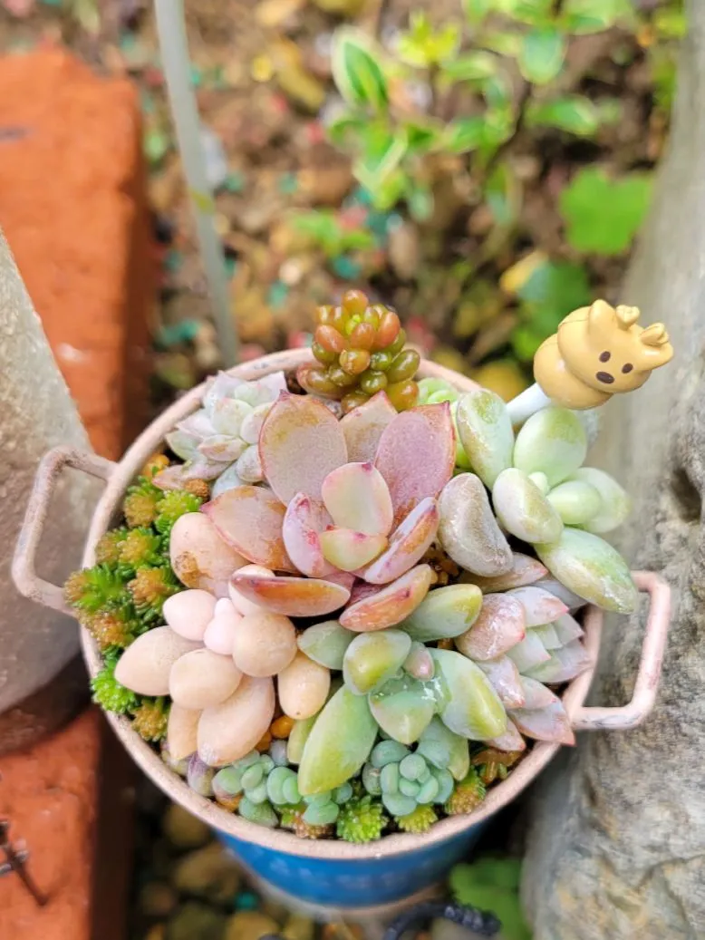 Handmade Succulent Planter - Lemon8検索