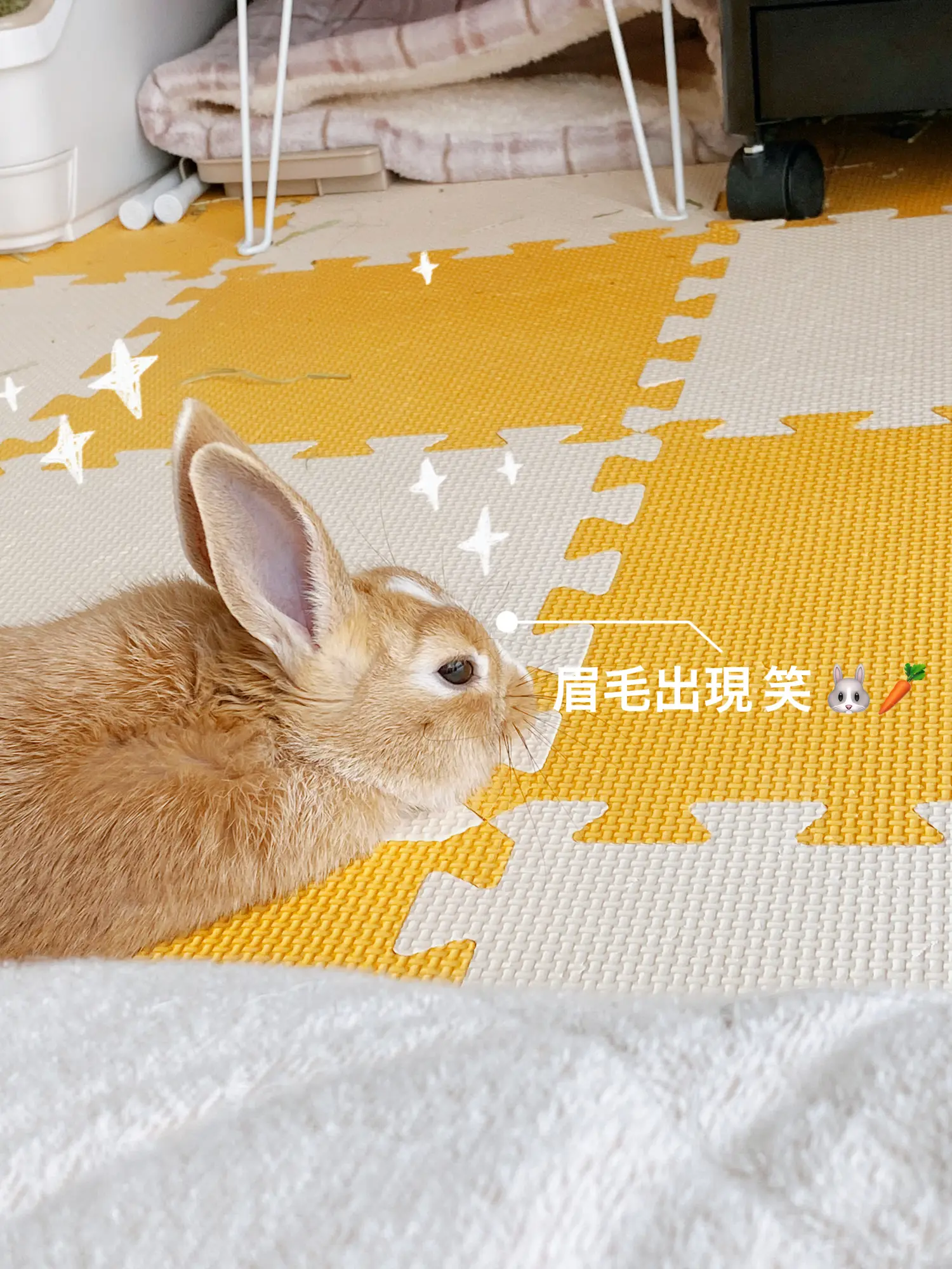 ワイルドになったうさぎさん 🤓🥕 | ミントが投稿したフォトブック