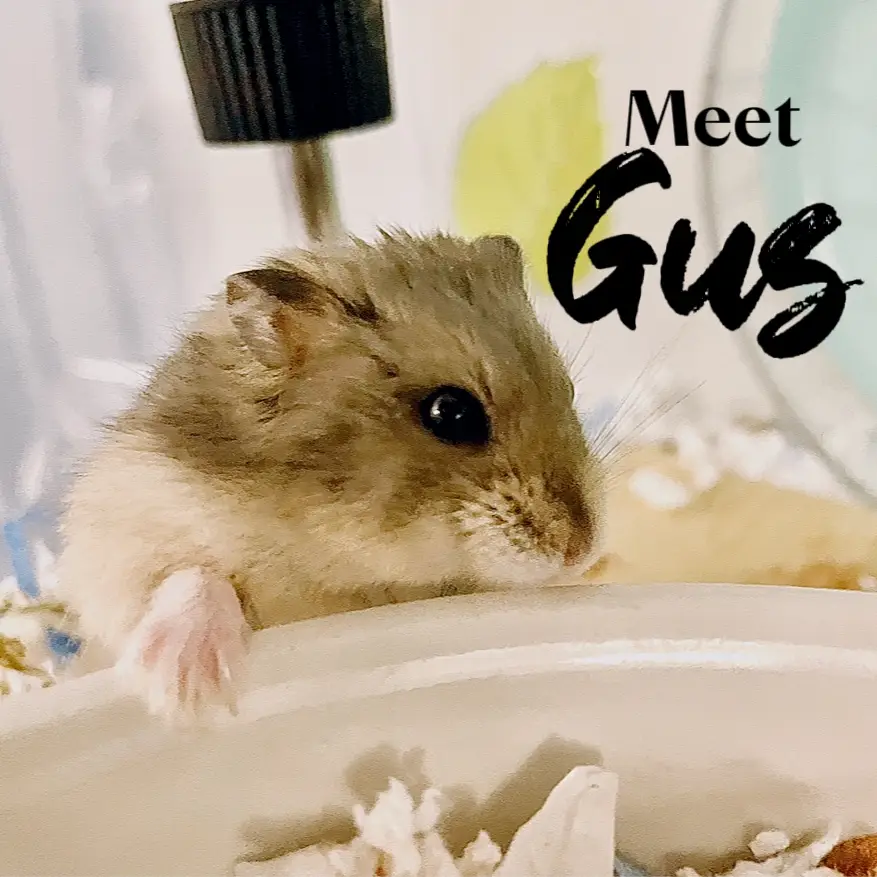 Meet the Hamster