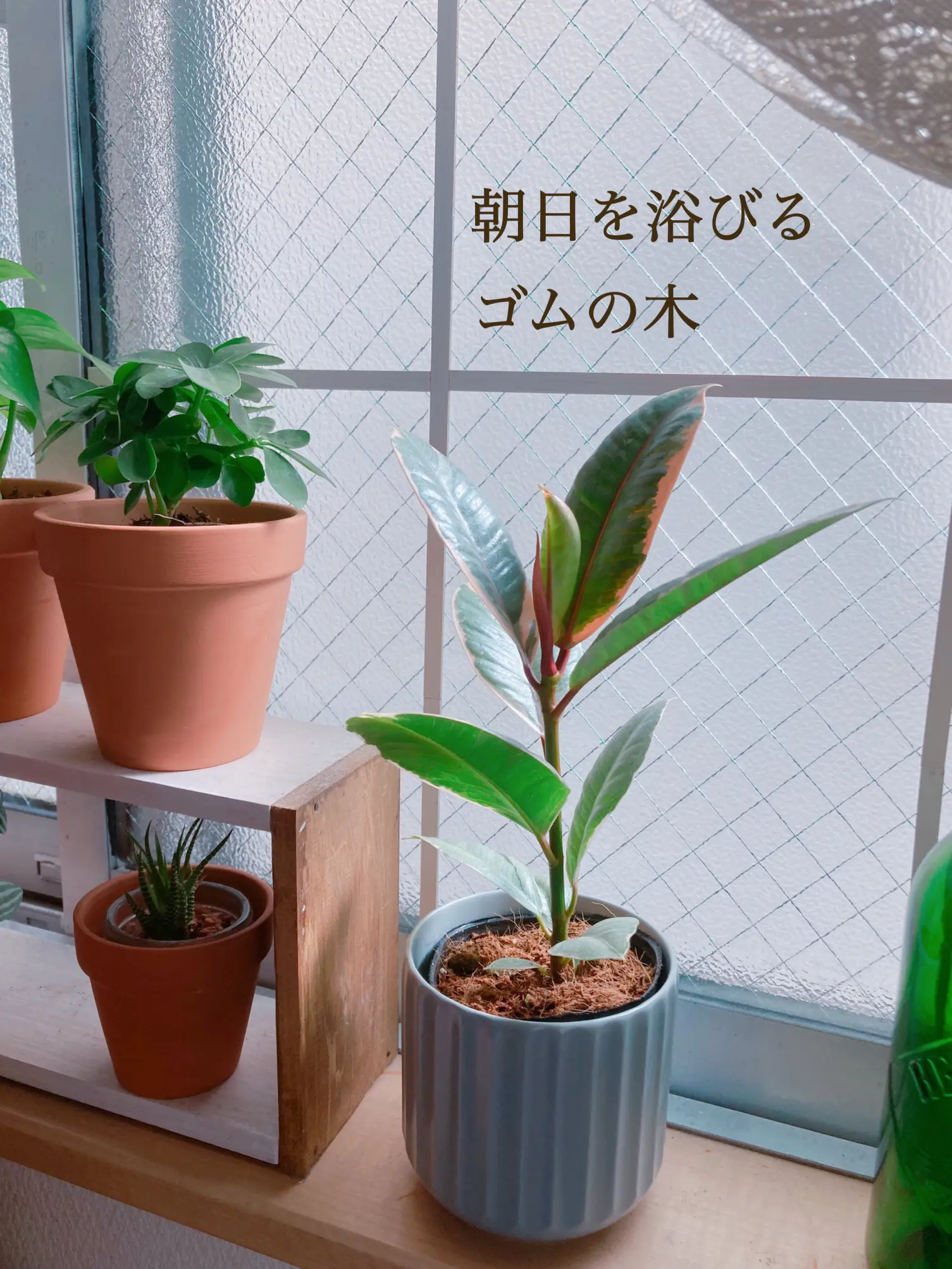 観葉植物のある暮らし | rumi_ebiが投稿したフォトブック | Lemon8