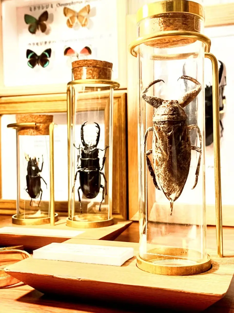 昆虫標本がアートになってて凄い | 昆虫標本専門店 苔丸インテリアが