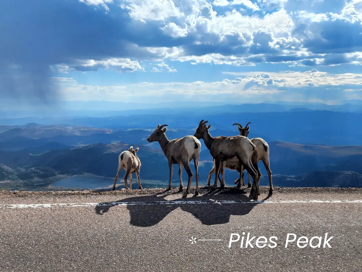 Dozen Mountain Goats at Mt Evans - Pencarian Lemon8