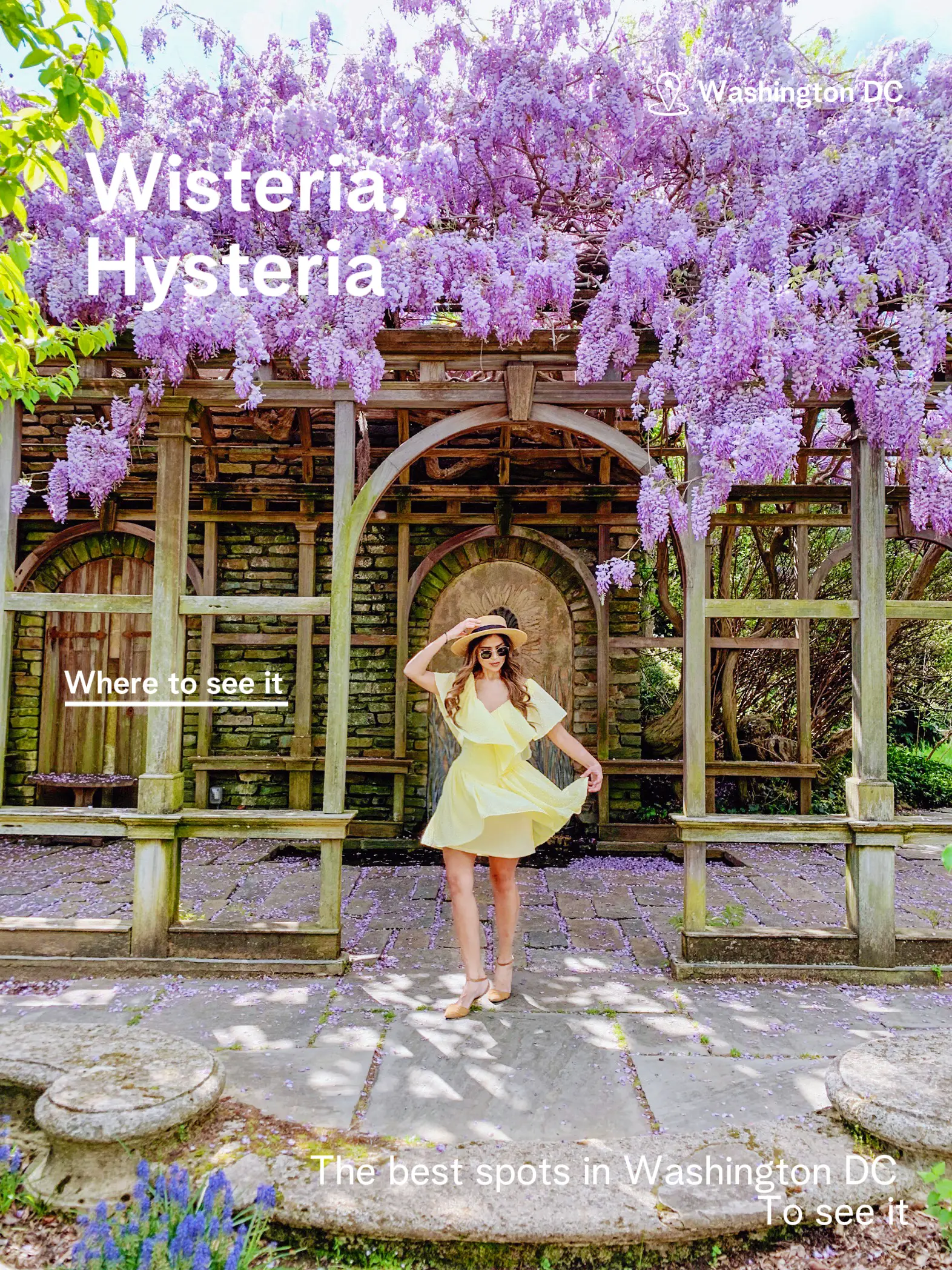 Calling all wisteria fans 💜, Gallery posted by Clara LopezVera