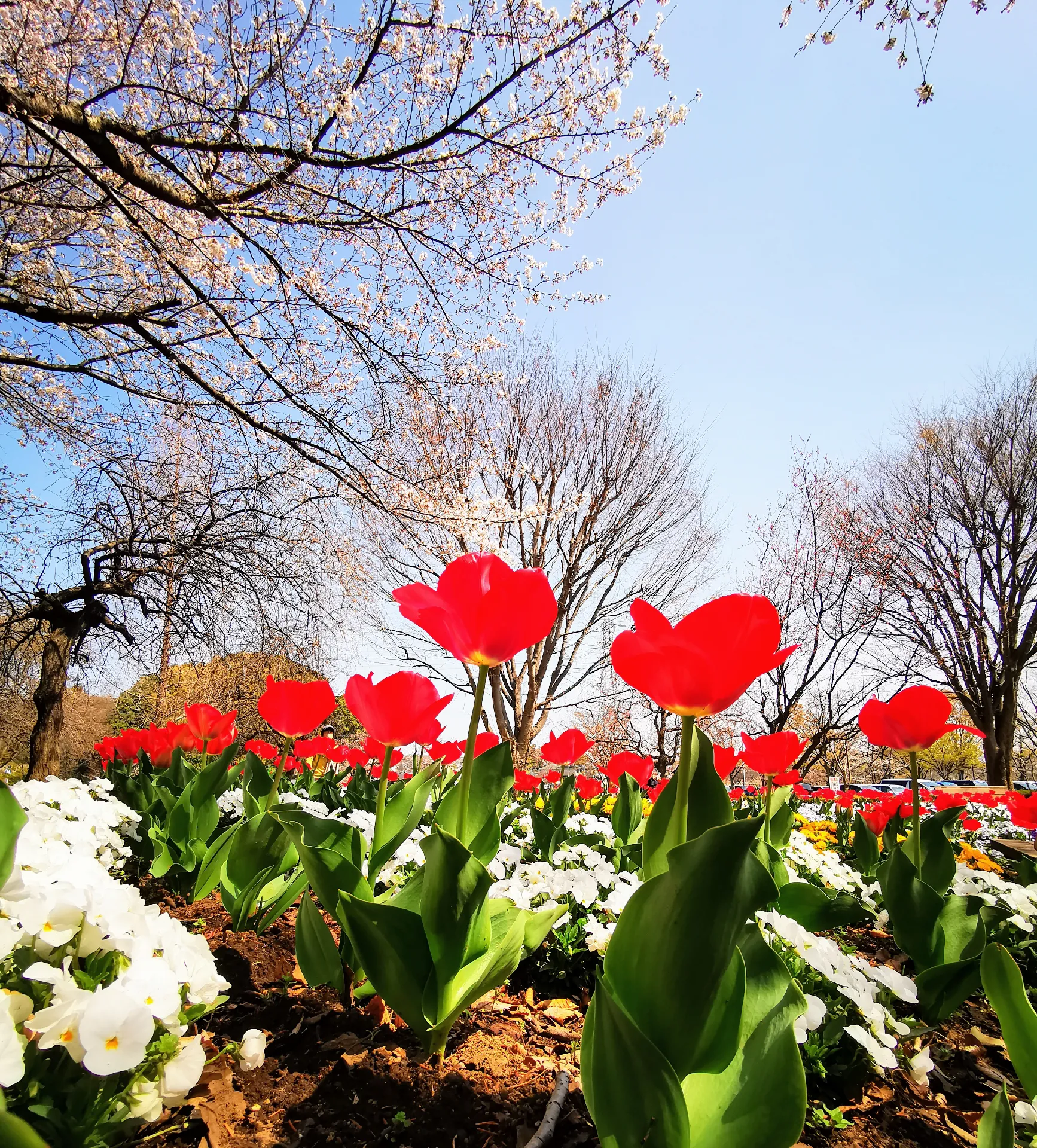 Omiya Flower Department Hill Park🌷🌸🏞 | แกลเลอรีที่โพสต์โดย CHAKO★ | Lemon8