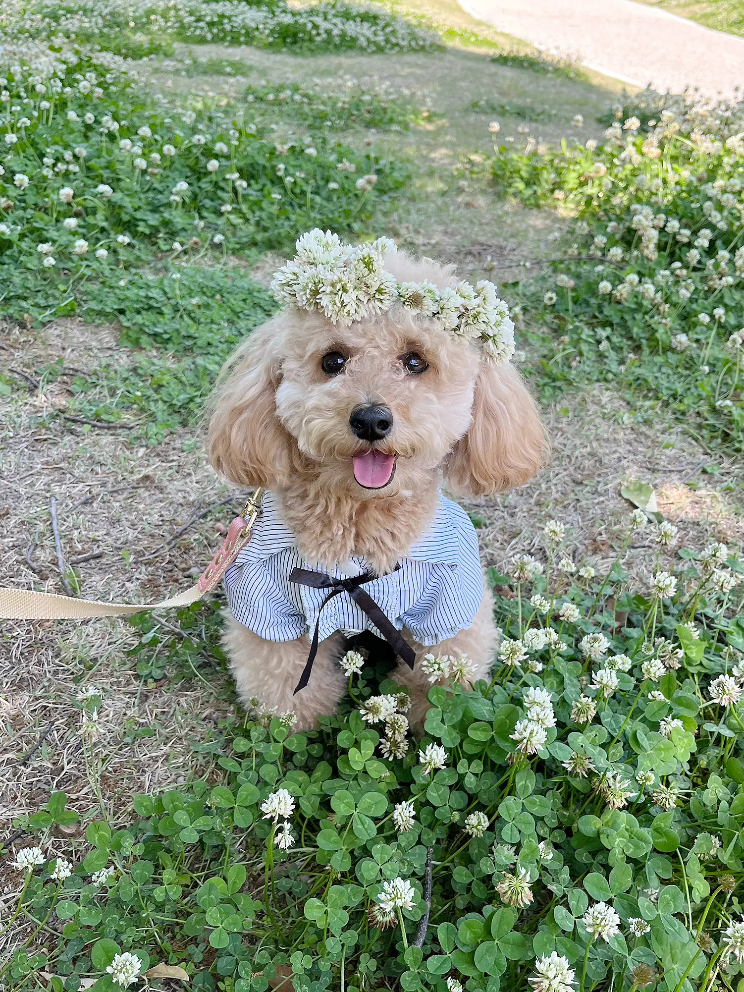 ♡新作♡ ハンギングバケット入りトイプーちゃん♪（ハンドメイド  