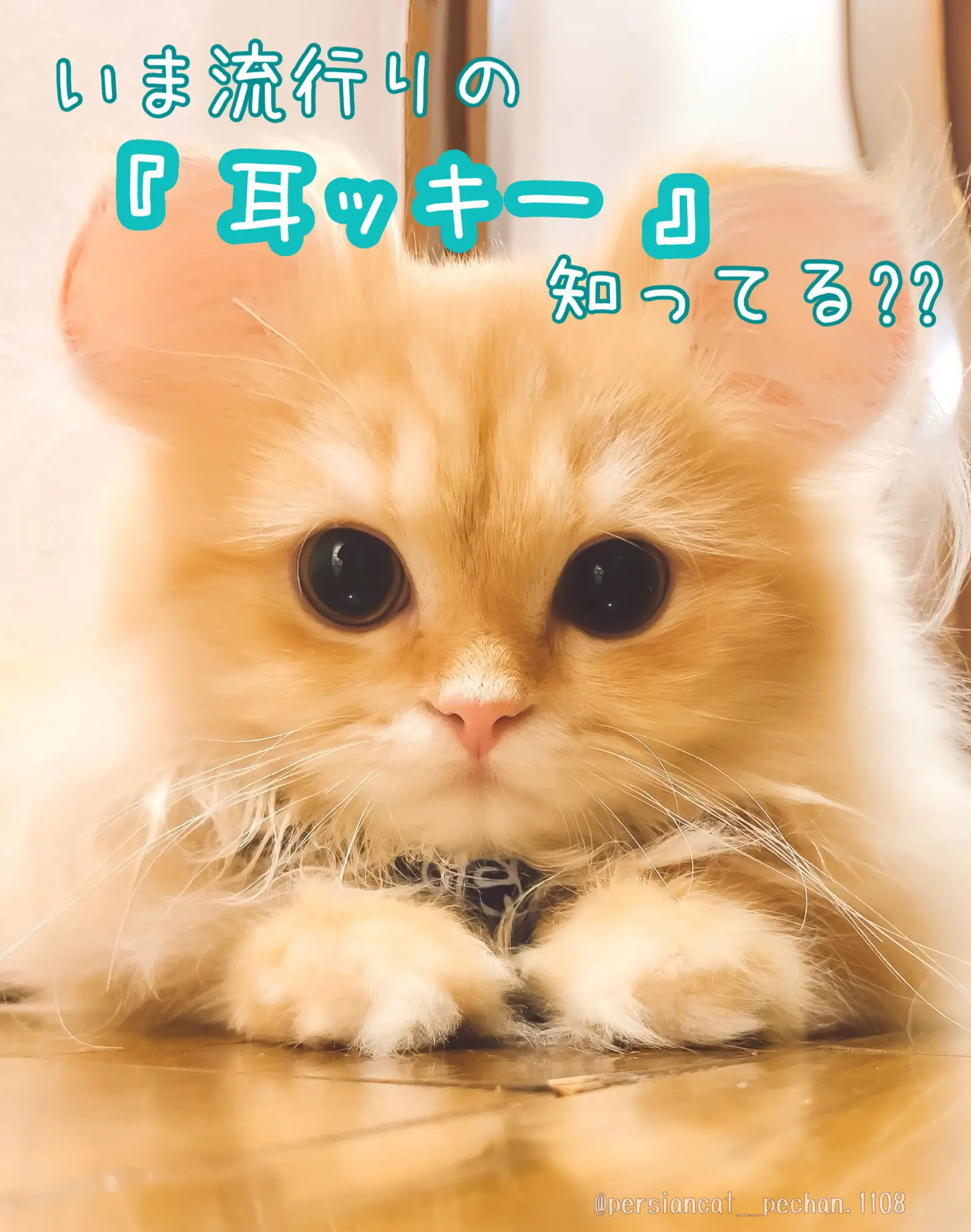 世界有名な ぐでねこちゃんヘアクリップ 春×ミケ猫（ストロベリー