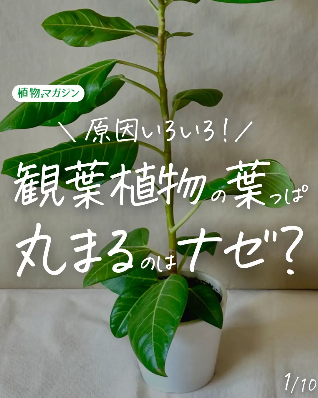 観葉植物の葉がれの原因は - Lemon8検索