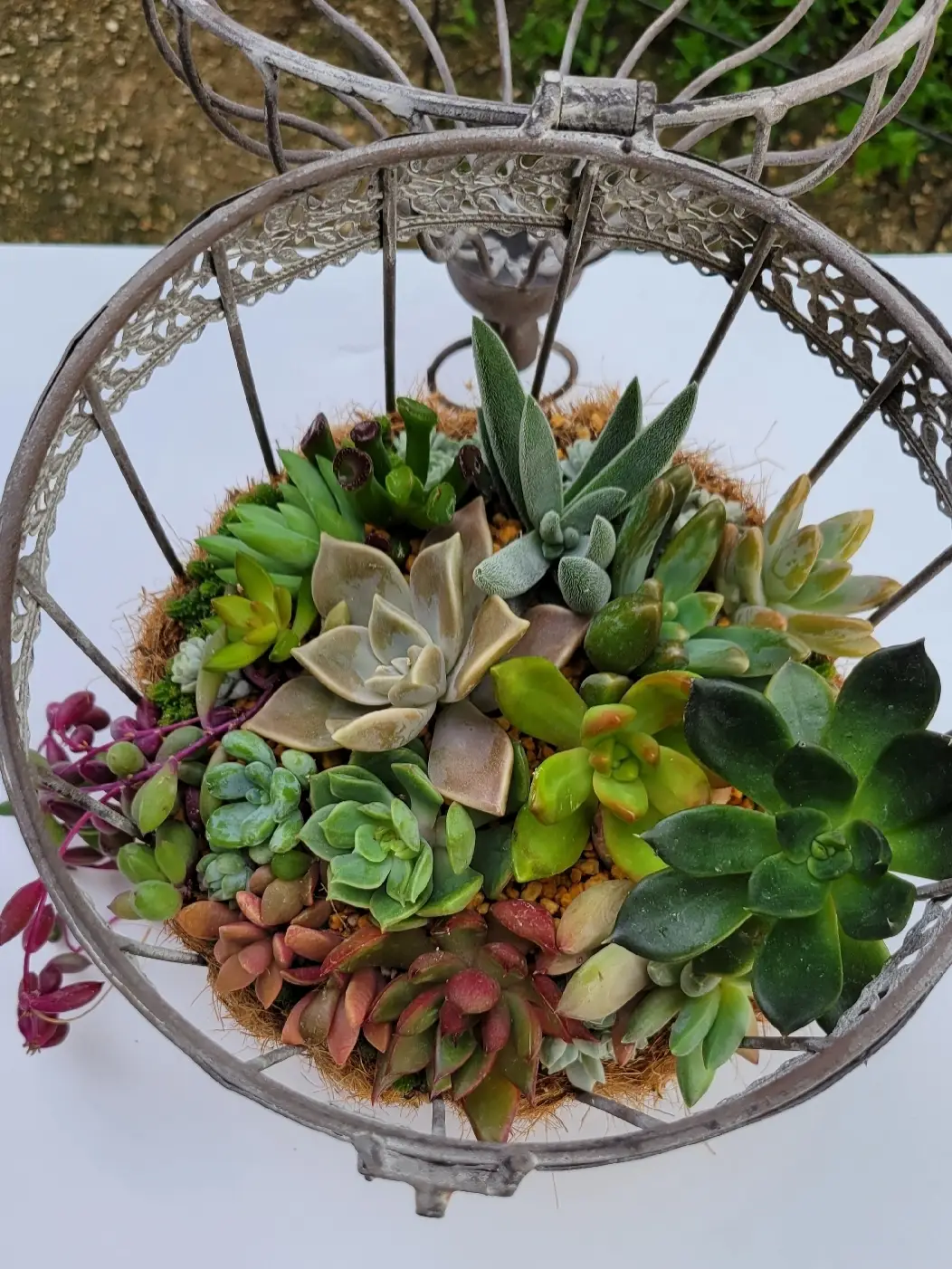 鳥かご 多肉植物 寄せ植え ⋆*❁*⋆ฺ。* - 植物/観葉植物