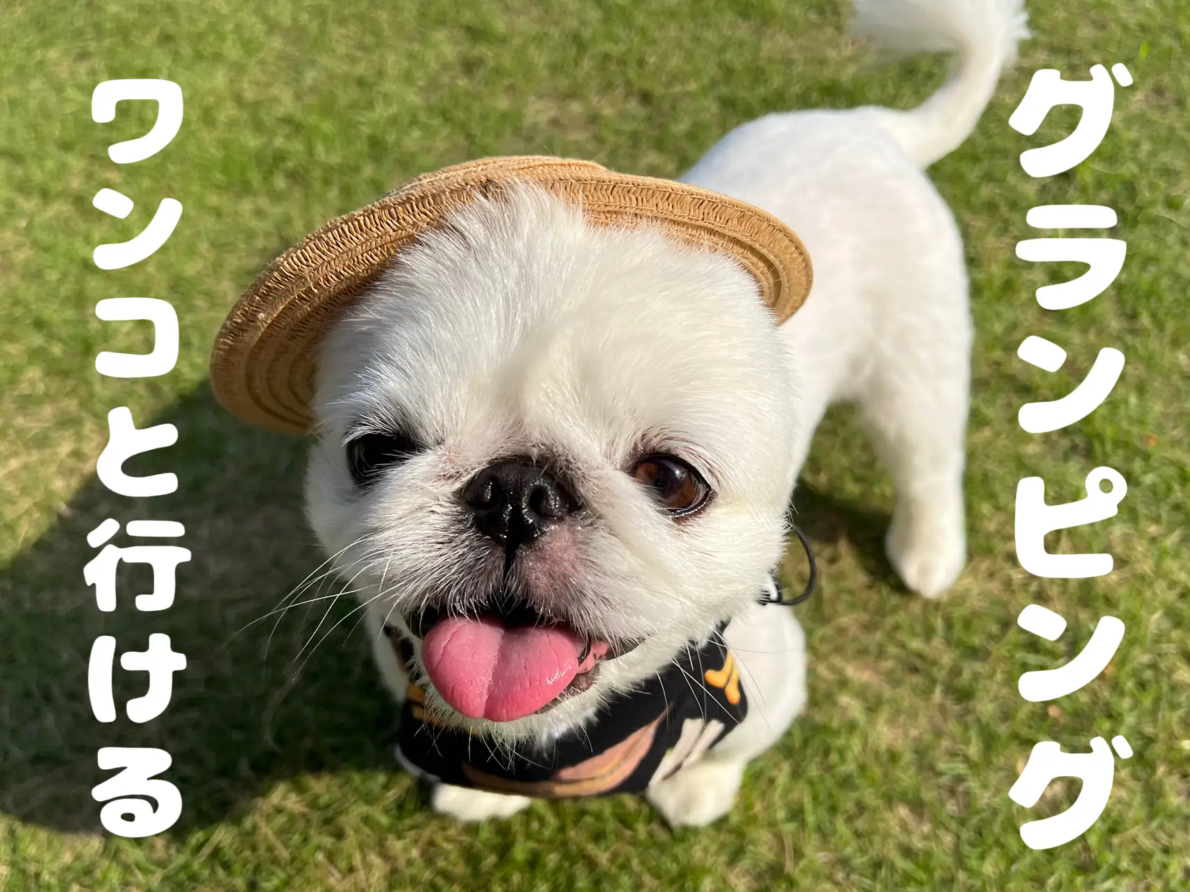 わんこと行けるグランピング 三重 | ペキニーズのぺったんが投稿した 