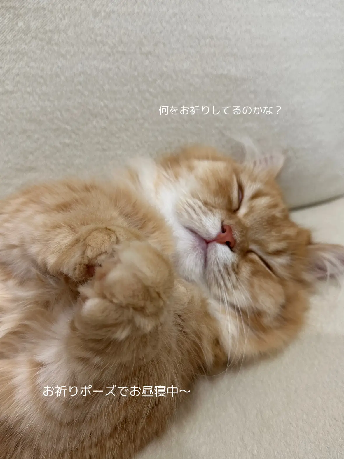 お祈りしながら寝る猫様 | ＼仲良し兄弟🦁とら＆ふく／が投稿したフォトブック | Lemon8