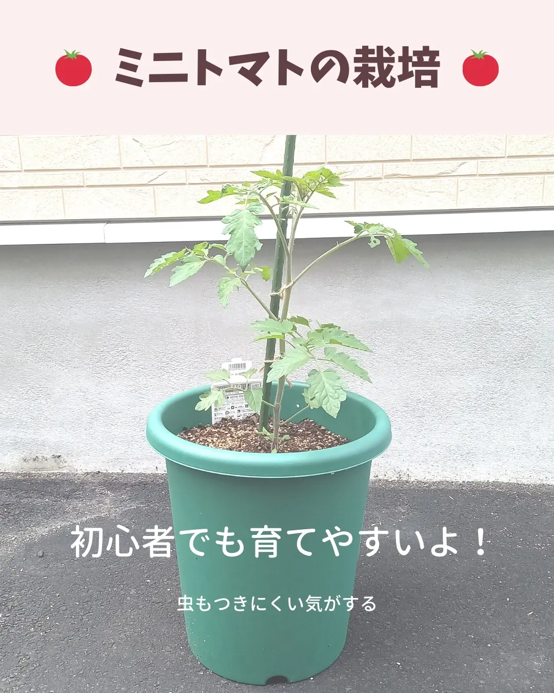 ミニトマト❤6苗 アイコ含む ランダム 抜き苗（ベランダ菜園トマト  