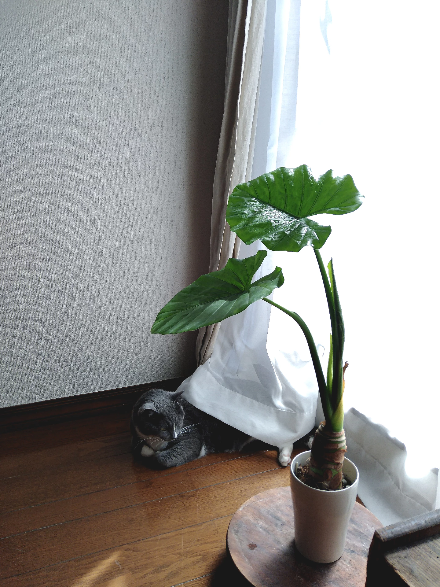 【植物図鑑】クワズイモ | I NO IRO / イノイロが投稿したフォトブック | Lemon8