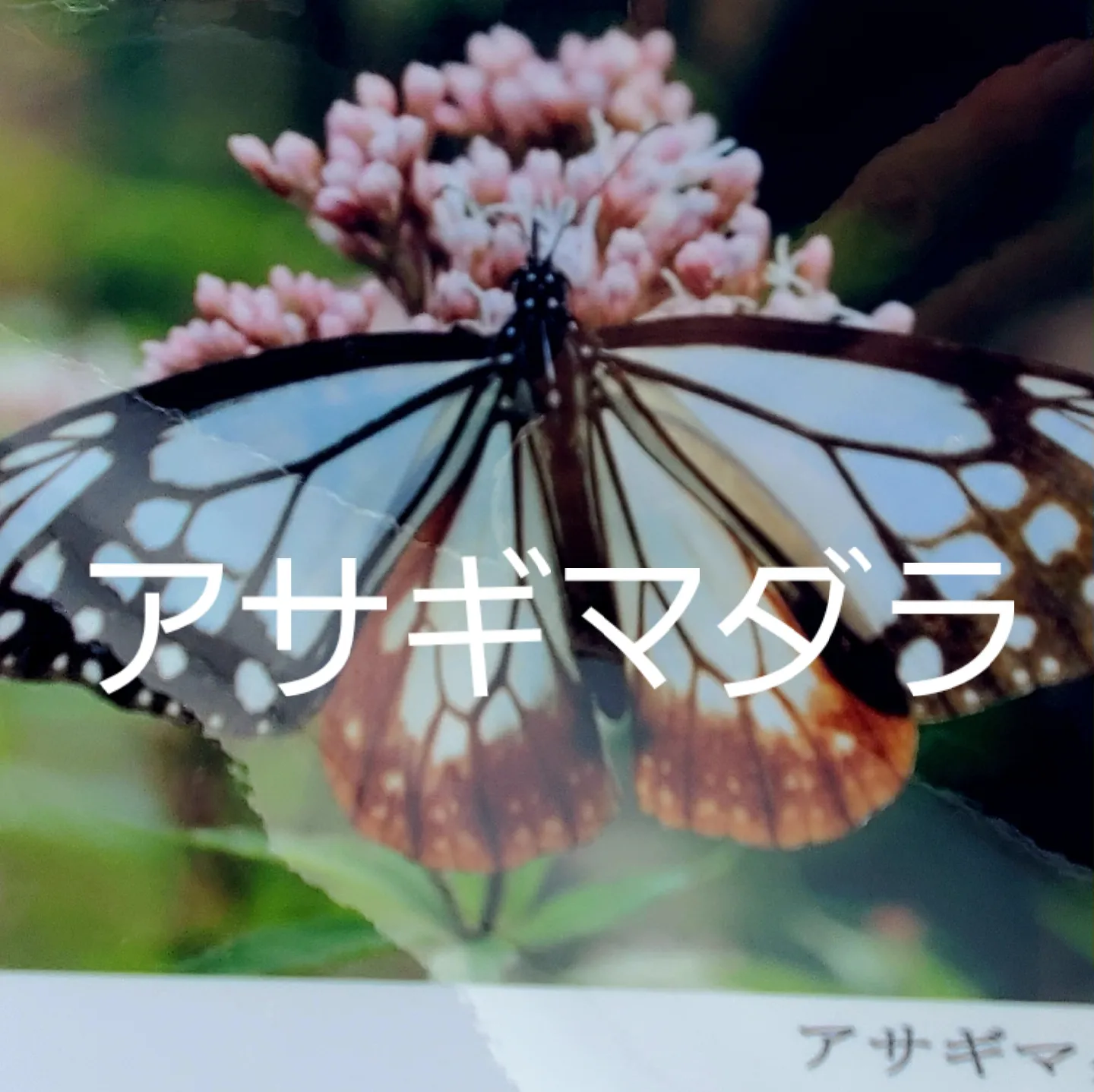 えっ？アサギマダラの舞う姿🦋ちょう感動‼️ | ぽっち(コガ)が投稿したフォトブック | Lemon8