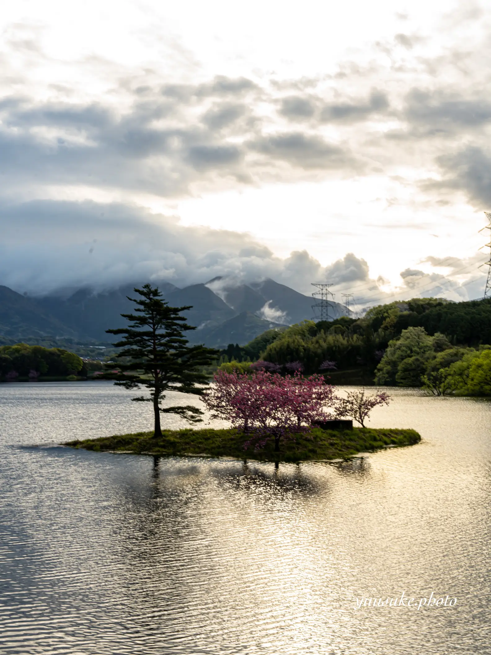 満開を迎えました😊日野川ダムの浮島の桜(八重桜)🌸カメラマン御用達📸最後はiPhone撮影です | ゆう_グルメクリエイターが投稿したフォト ...