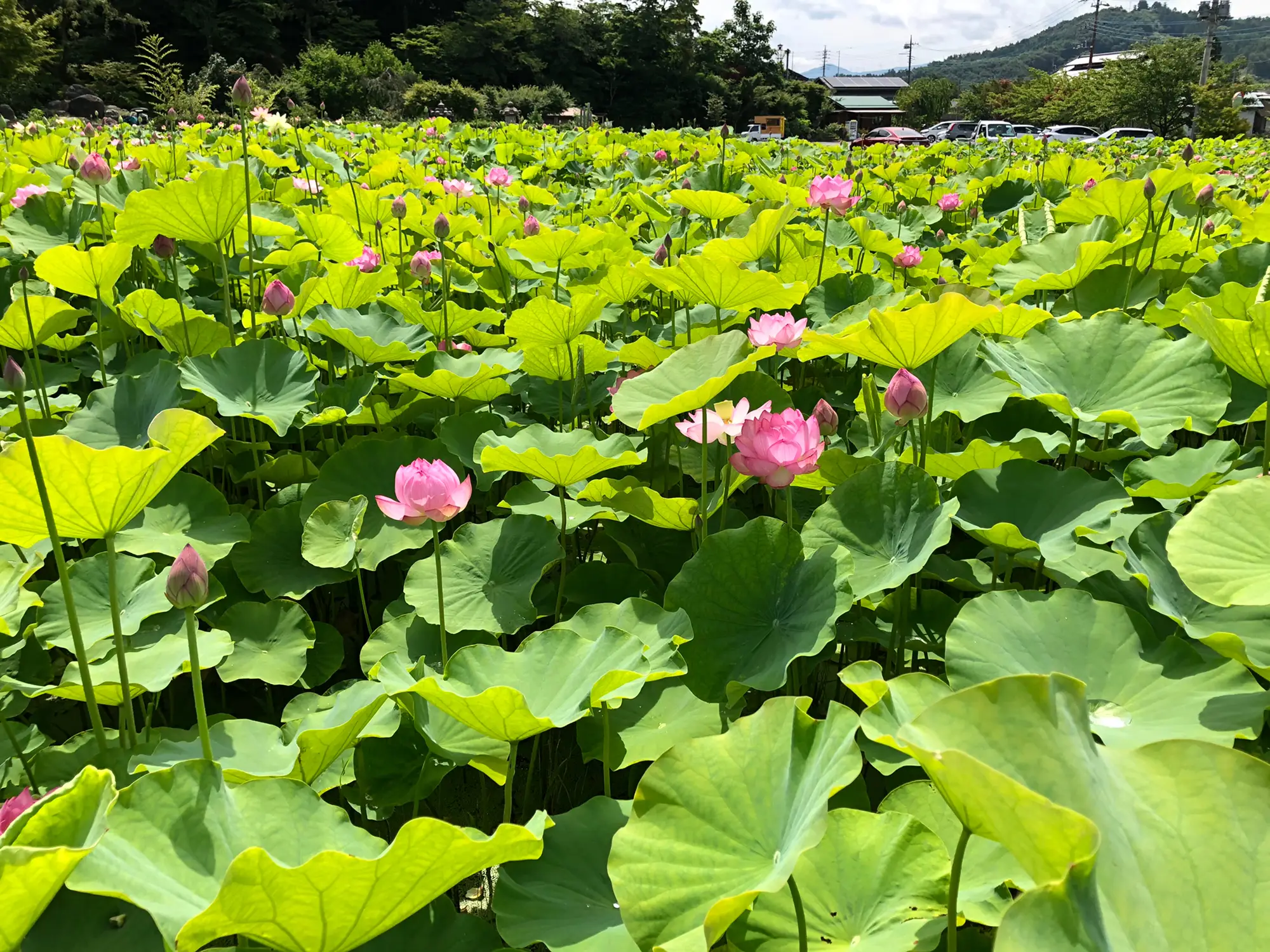 花寺 吉祥寺 | ともちきが投稿したフォトブック | Lemon8