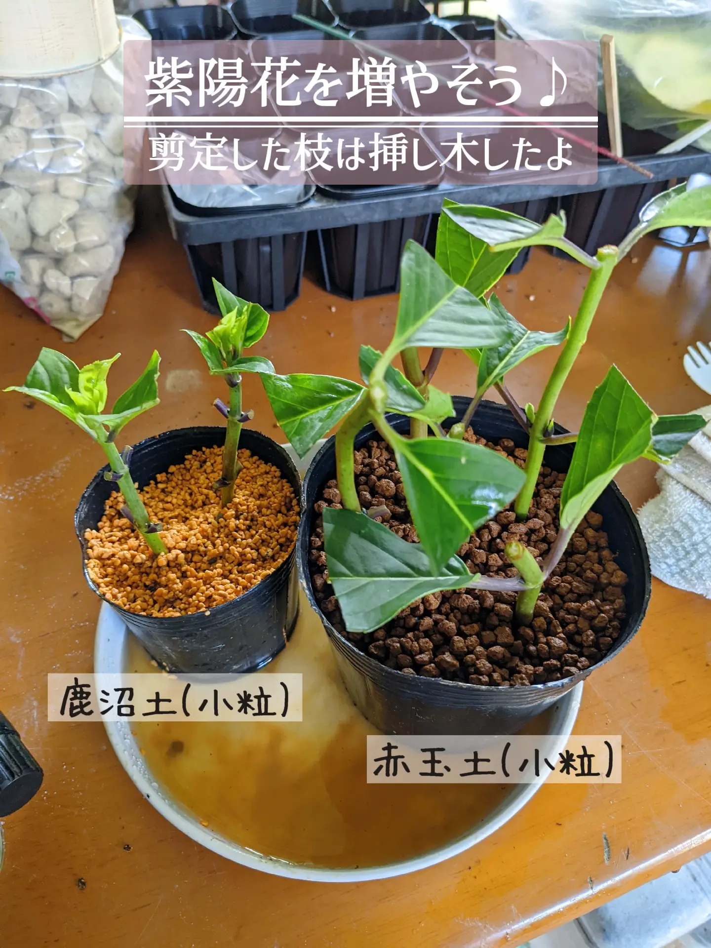 紫陽花育て方 - Lemon8検索