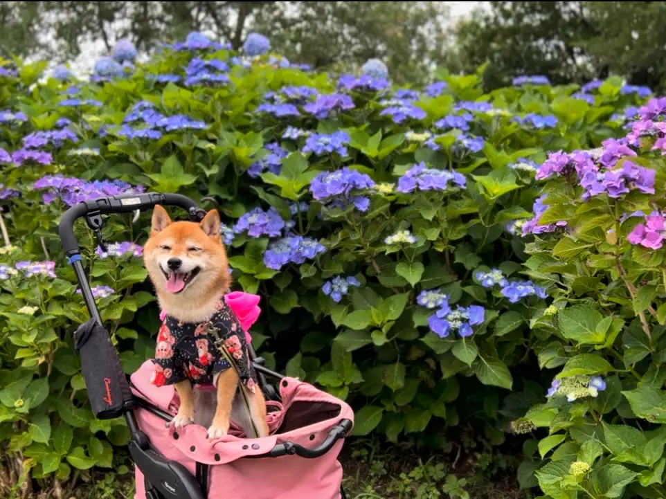 守山 芦刈園 コレクション ペット