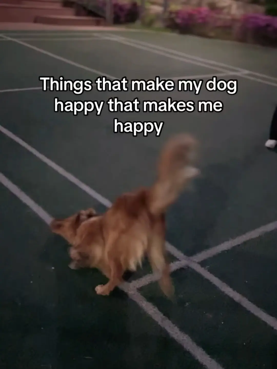 How Do I Make My Dog Happy