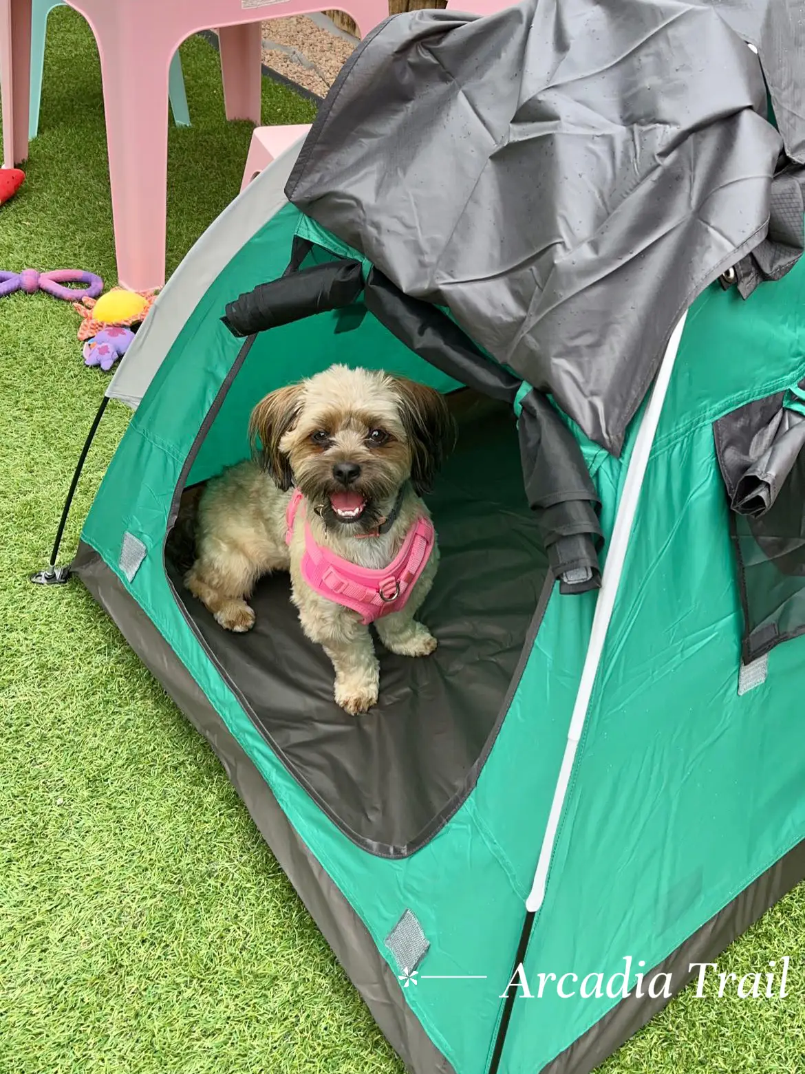 Dog teepee petsmart sale