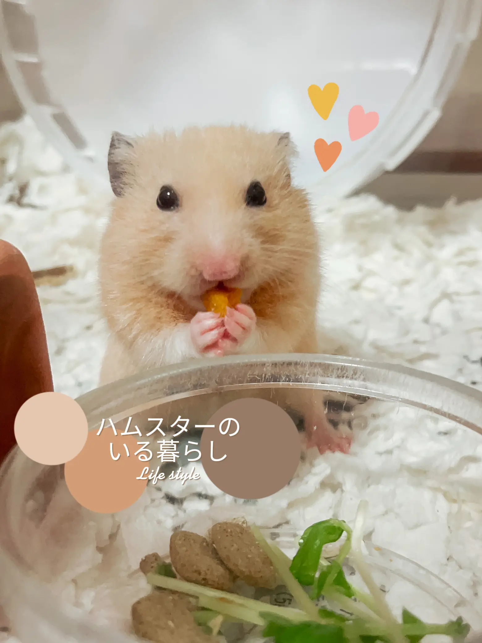 Favorite food of hamster sale