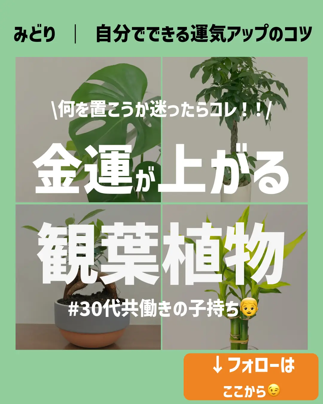 観葉植物 インテリア 風水 - Lemon8検索