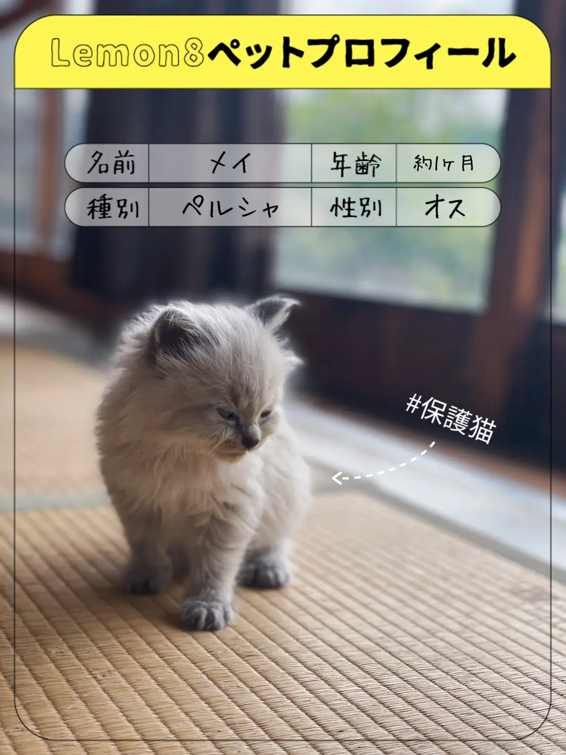 保護猫🐱名前決定❤︎ | Aki  が投稿したフォトブック | Lemon8