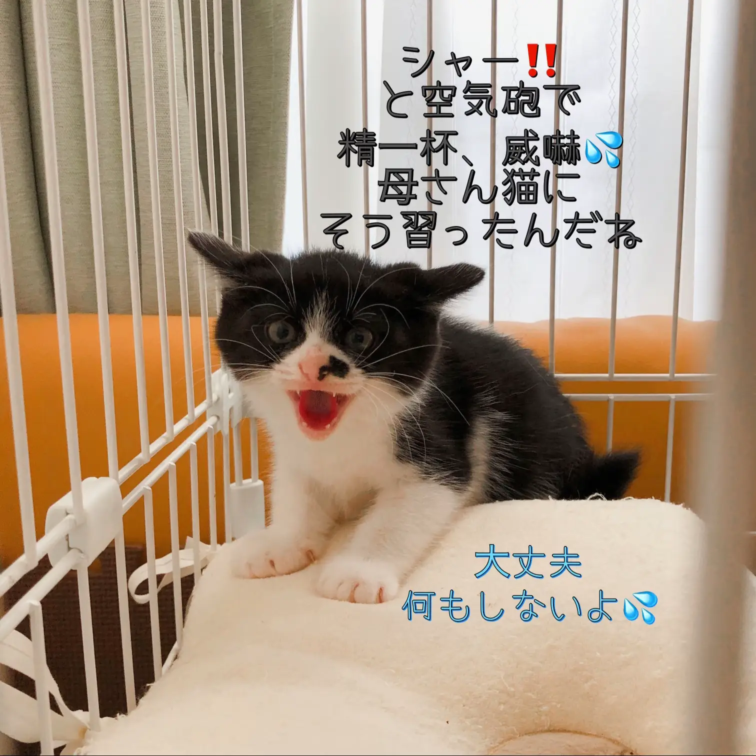 ✨八くん物語✨💕 | ニコッぱち🍀楽しむ日常が投稿したフォトブック 猫六⋯フォロワー様10％割引中♡⋯様