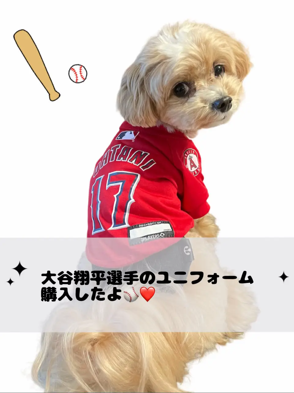 大谷翔平選手の犬用ユニフォーム⚾️ | マルプーのパルムが投稿したフォトブック | Lemon8