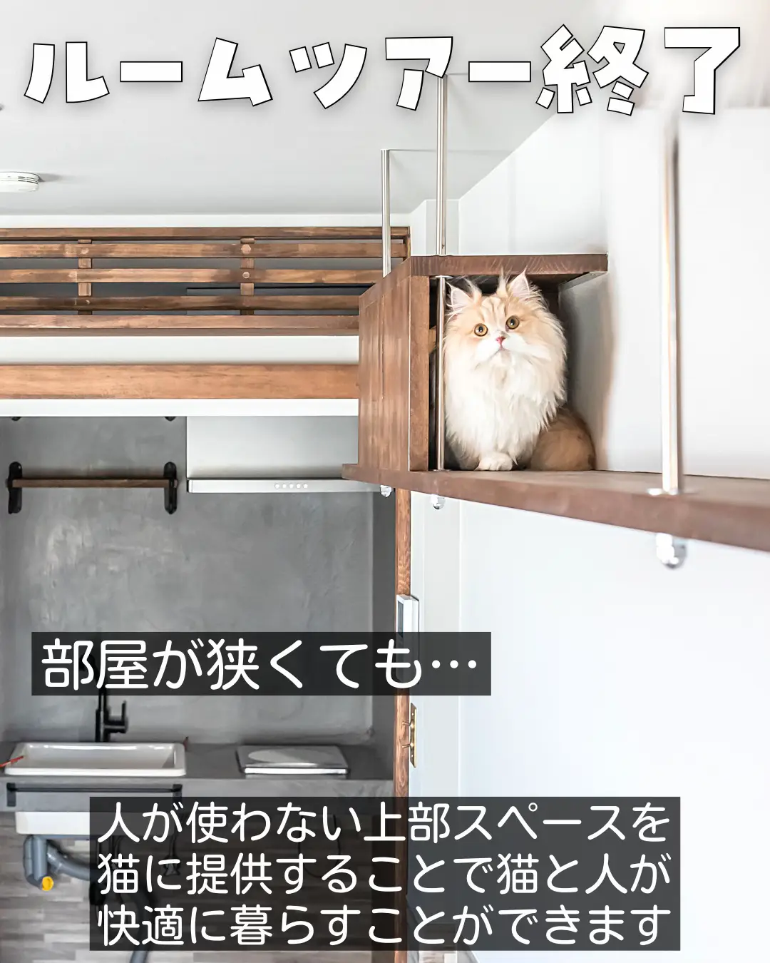 猫と暮らす家 | ねこ大家が投稿したフォトブック | Lemon8