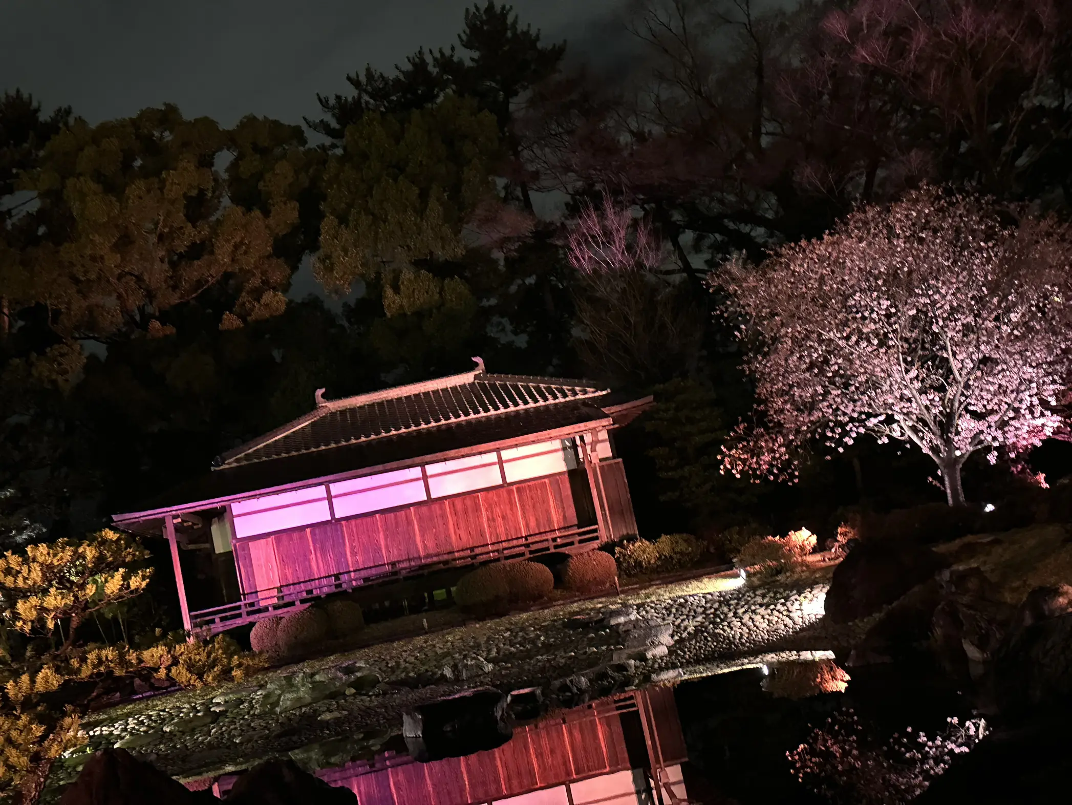 京都🌸桜満開🌸二条城🌸 | いろぱんが投稿したフォトブック | Lemon8