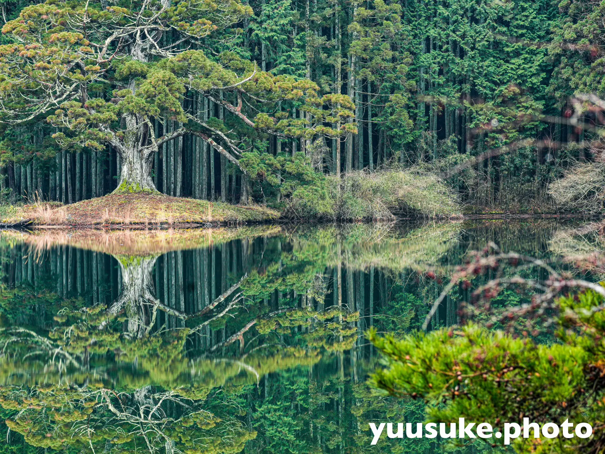 公衆便所樹里 私の1番好きなスポット🥳🥳🥳Legend&Butterflyのロケ地にもなった-岩尾池の一本杉 | ゆう_グルメクリエイターが投稿したフォトブック | Lemon8