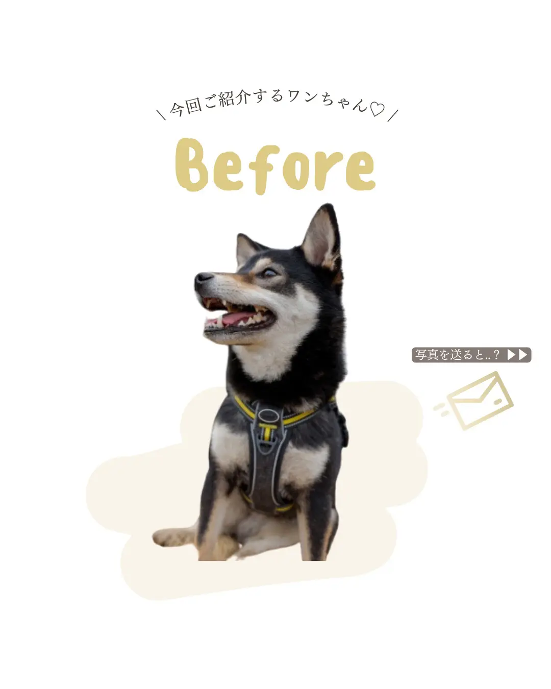 うちの子イラスト🐶🎨】写真を送るだけ♡素敵なイラストおつくりします✐☡ | しばこ｜ペットイラスト屋さん🎨が投稿したフォトブック | Lemon8