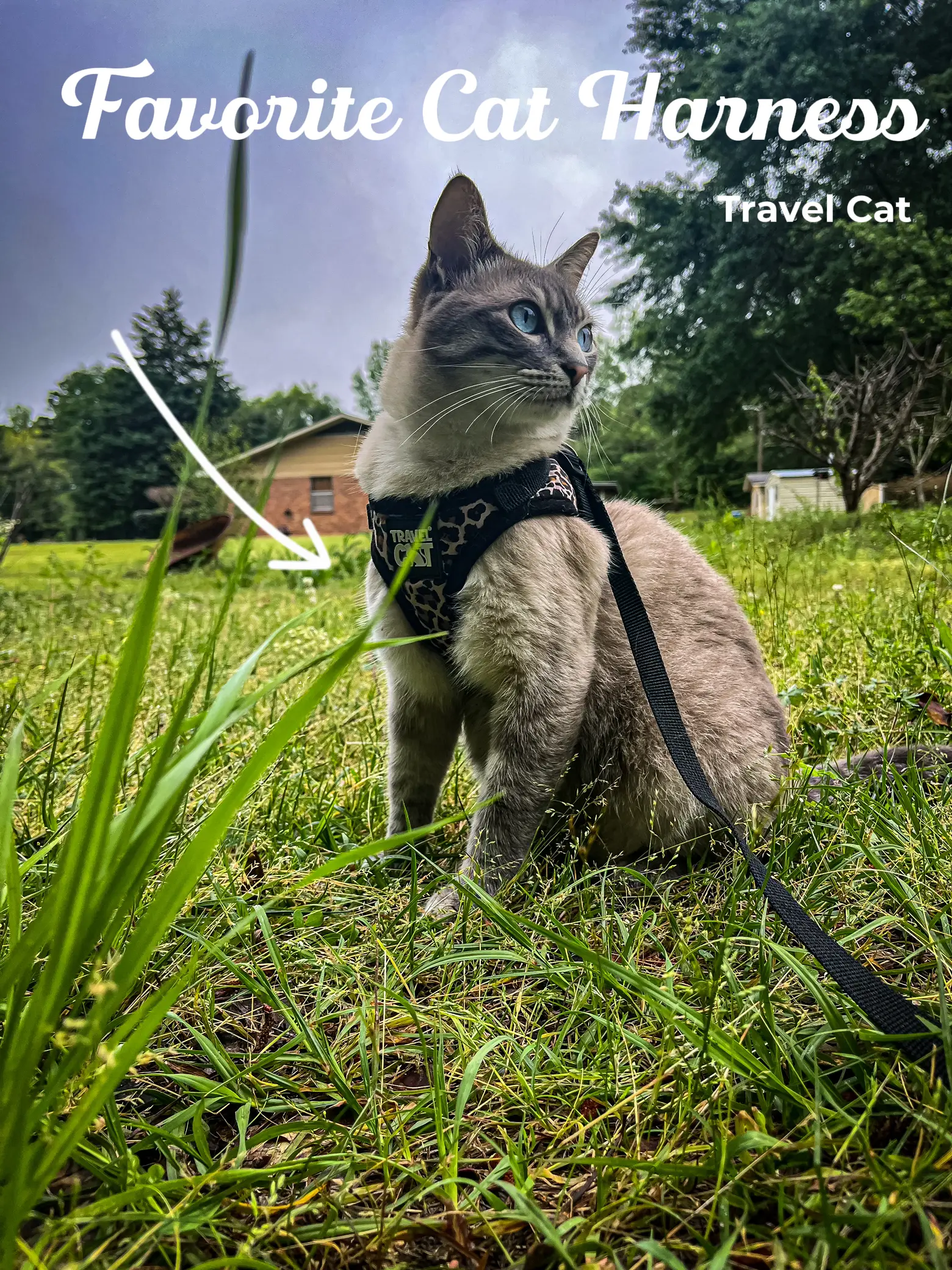 Do I Need a TSA or FAA Approved Pet Carrier. - MISO PUP