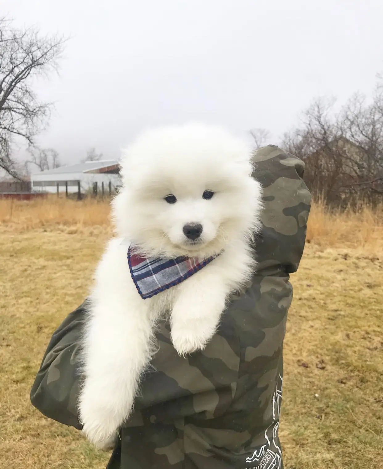 Most Popular Pet Accessories for Samoyeds - Lemon8 Search