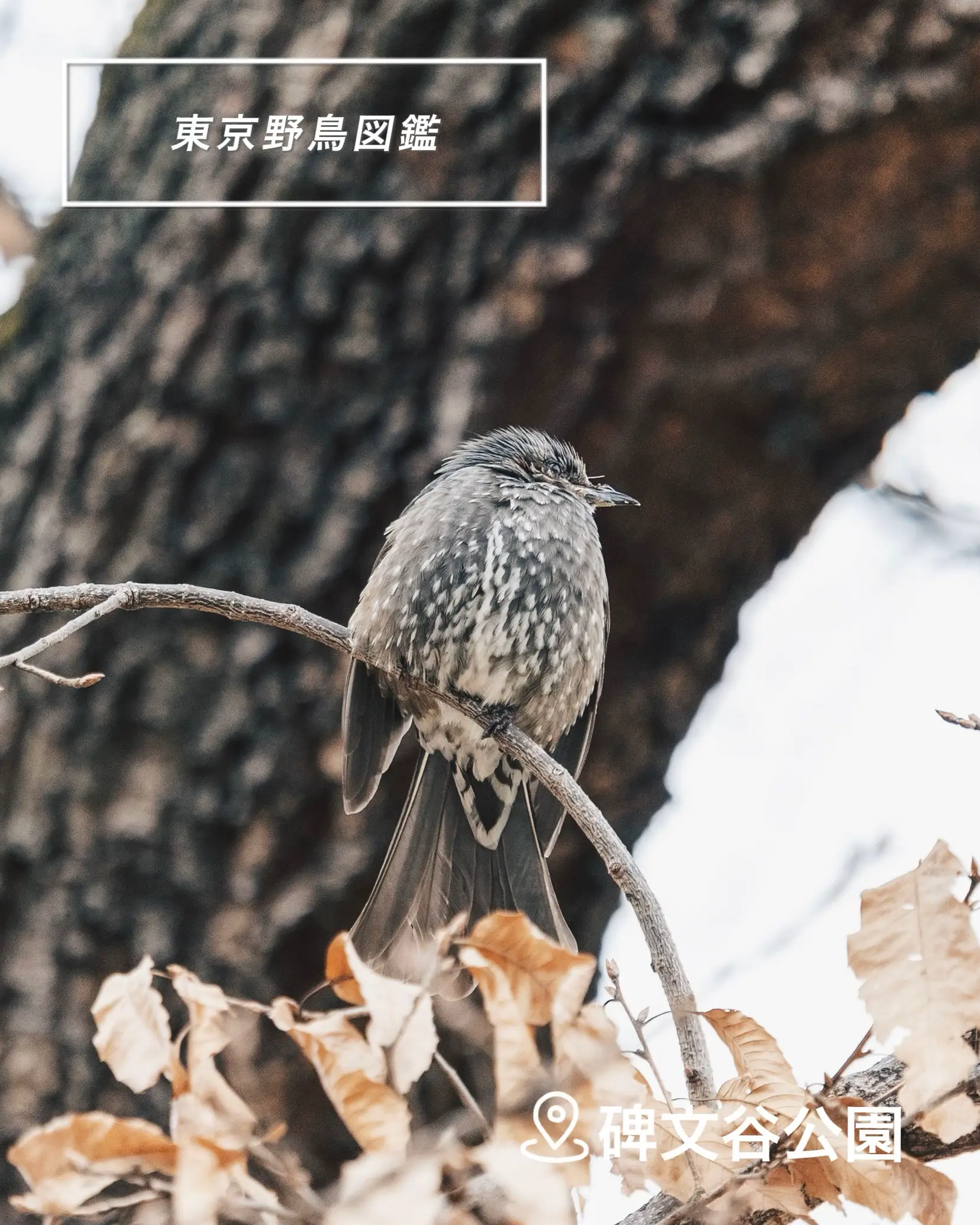 東京野鳥図鑑】ヒヨドリ / 碑文谷公園 | いしまるが投稿したフォトブック | Lemon8