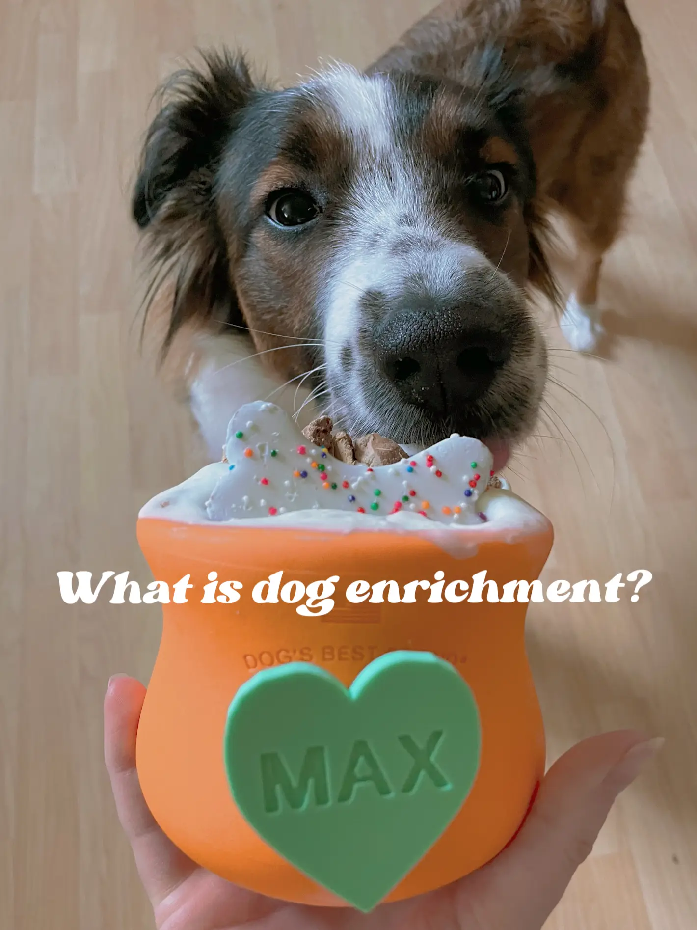 Dog treat and enrichment recipes